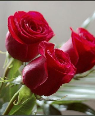 rose