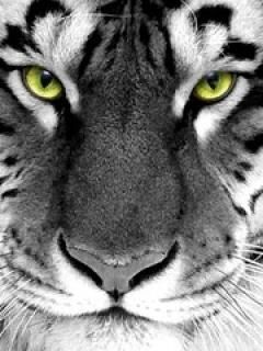 Whitetiger