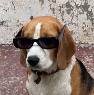 Dog on glasses
