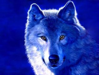 Blue wolf