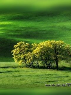 greennatu