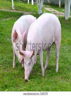 Big pig