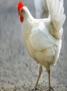 Poultry