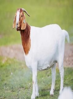 Boer