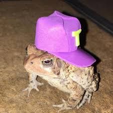 Sapo