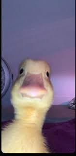 Pato