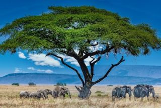 group elephants
