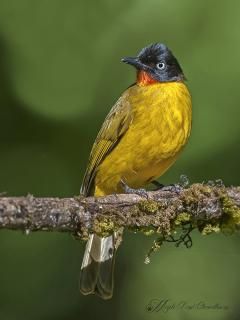 Interview Megh Roy Choudhury Flame Throated Bulbul Bird Wild