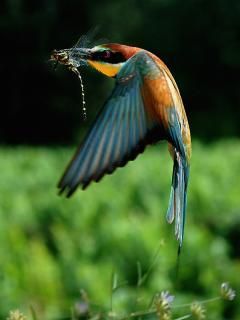 beautiful birds 9