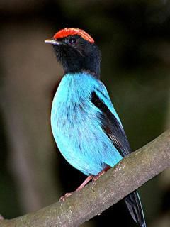 10 bird courtship dances